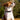 Personalized Dog ID Tags | Softosy Pet Boutique